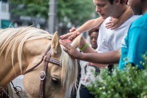 horse petting